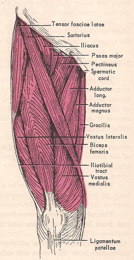 quadeiceps 1